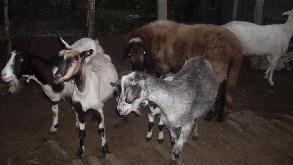 Няколкостотин кози и овце се умъртвяват в бургаското село Кости