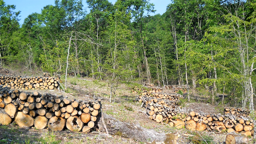 Обемът на незаконно отсечената дървесина средно годишно е около 15 18