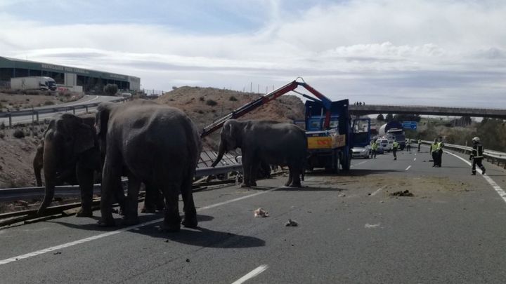 Магистрала в Испания бе затворена заради пет слона които избягаха