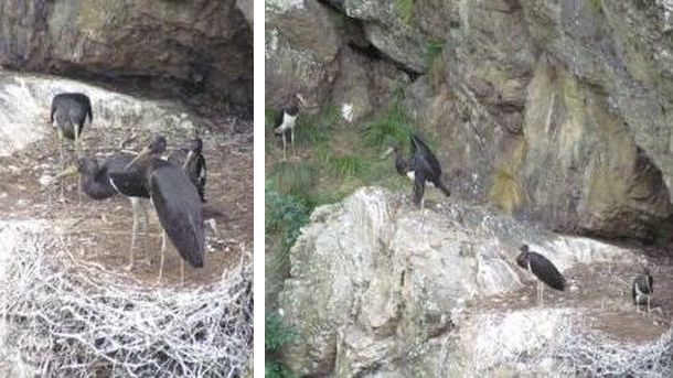 Четири черни щъркелчета са се излюпили в Национален парк Централен
