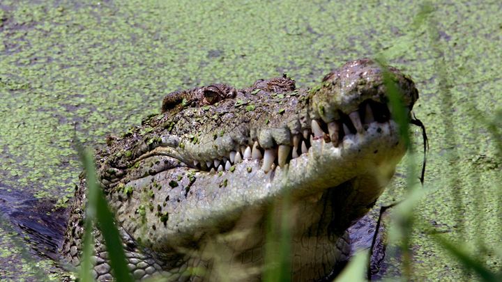 Крокодил уби протестантски пастор докато кръщаваше хора край езеро в