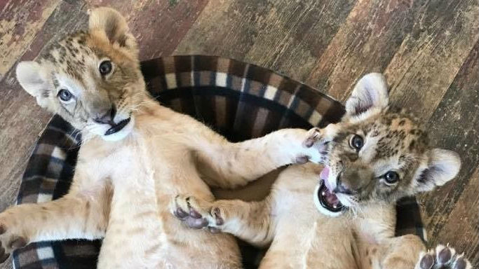4-месечните лъвчета Масуд и Терез да бъдат дарени на зоопарка