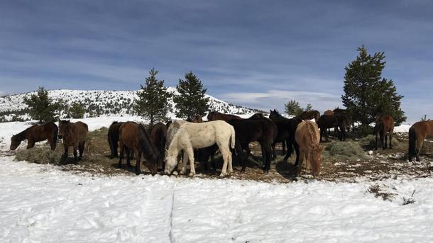 С дрон в Осоговската планина бяха открити 33 коня за