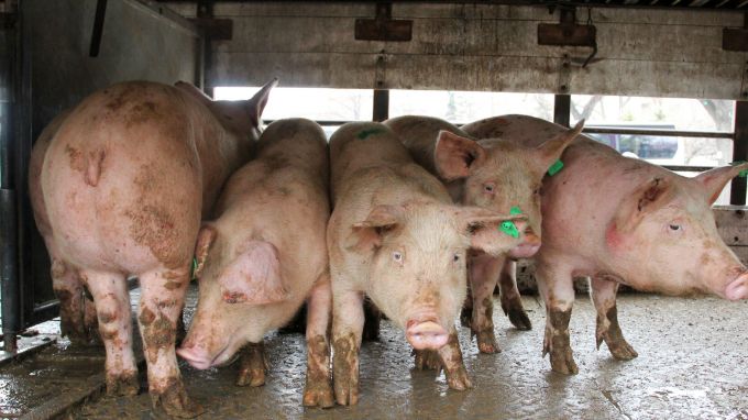 Африканската чума по свинете е заразна болест, засягаща домашните свине и дивите прасета, но не и хората.
