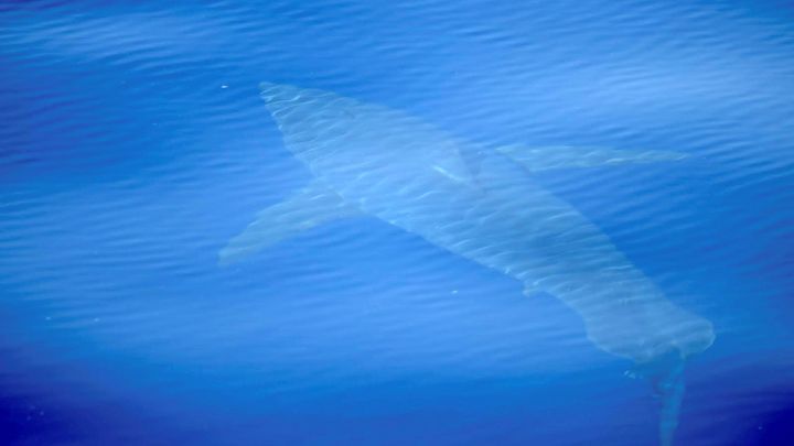За първи път от над 40 години голяма бяла акула