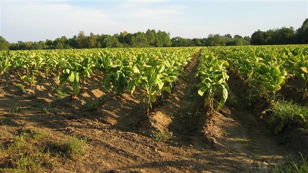 Националната асоциация на тютюнопроизводителите настоява Министерството на земеделието да отнеме