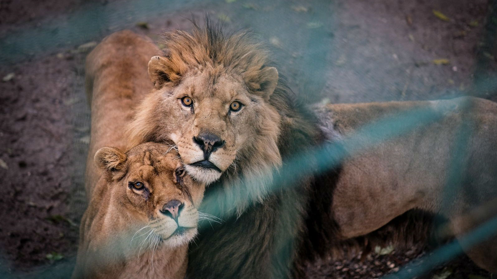 Двата лъва в пазарджишкия зоопарк които преди седмица пристигнаха от