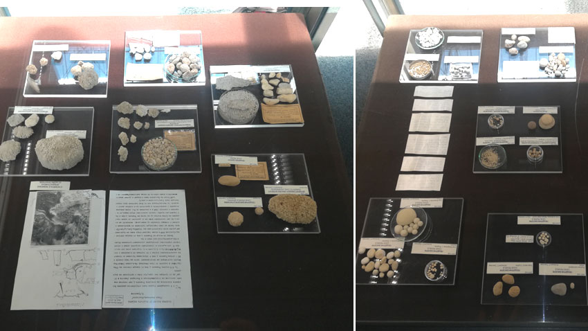 The collection of cave pearls, belonging to Petar Tranteev