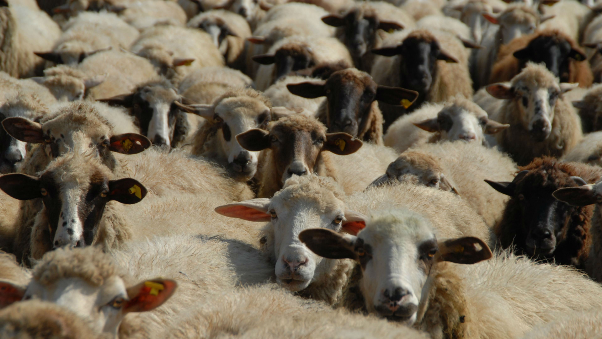 Повечето животновъди от боляровското село Воден отказаха да вземат обезщетенията