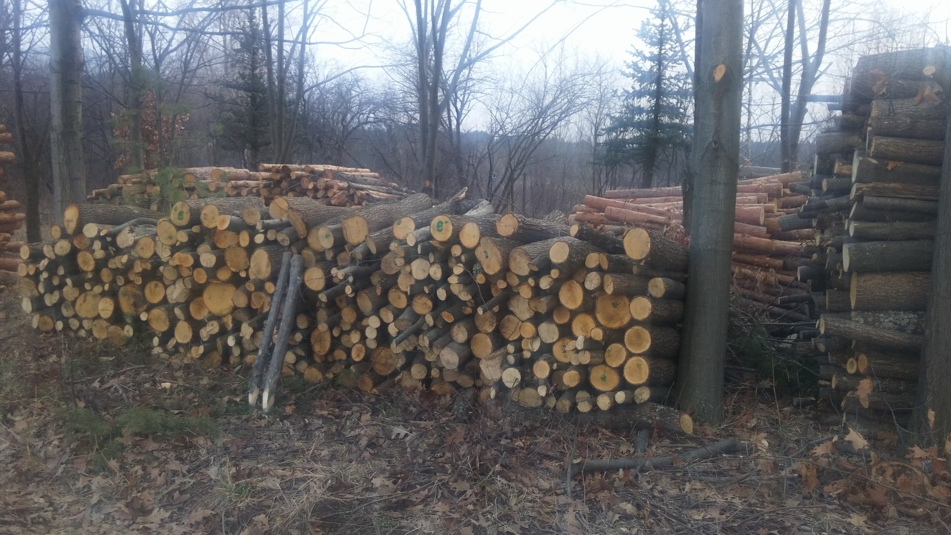 В Кюстендил вече се очертава недостиг на дървата за огрев  