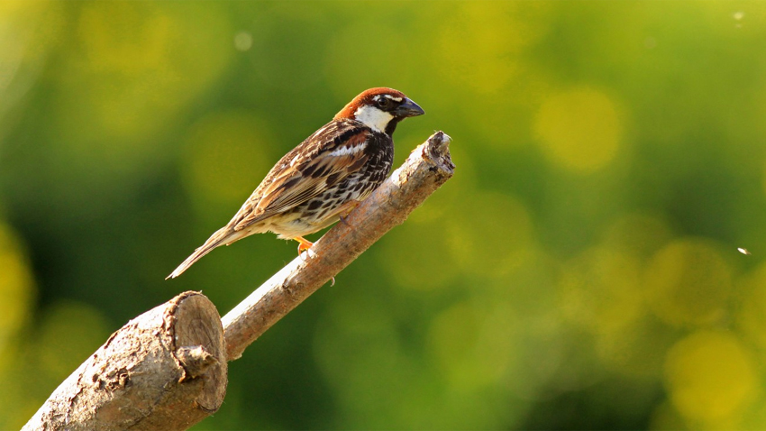 Spanish sparrow (Passer hispaniolensis)