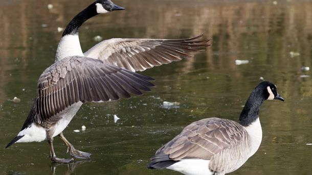 Ловец в САЩ бе пратен в безсъзнание от мъртва гъска