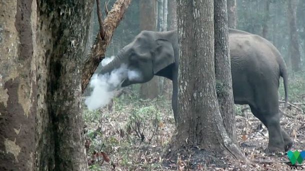 Видеозапис на дива слоница в Индия издухваща пепел и дим