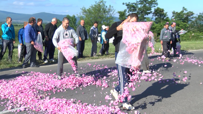 Производители на рози от Казанлък и региона протестираха тази сутрин