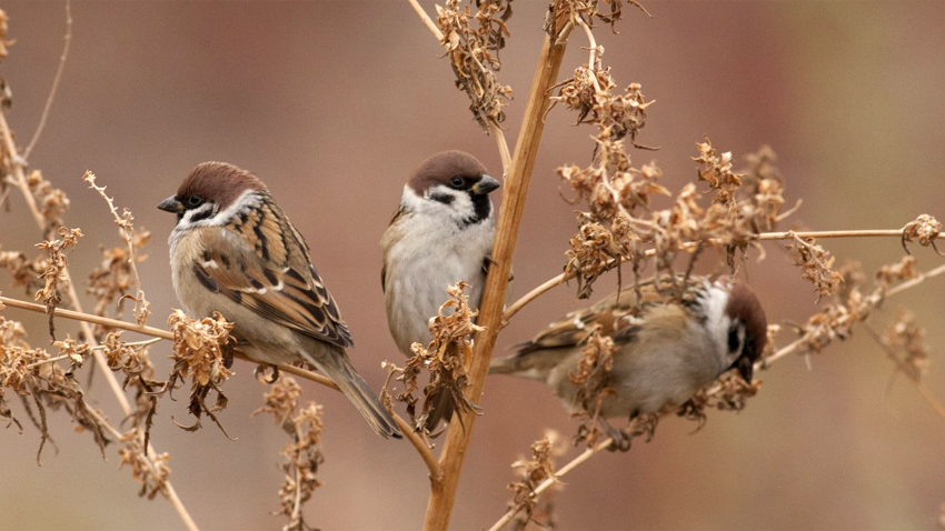 Country sparrow (Passer montanus)