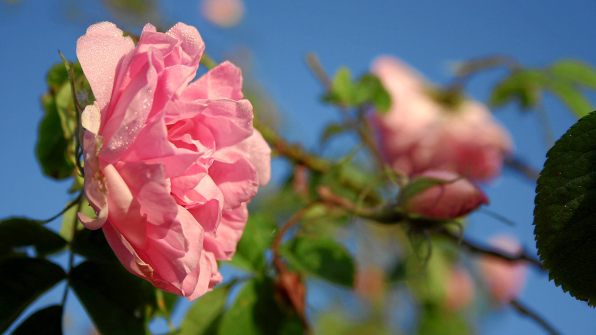 Учени декодираха генетичния код на розата като според тях това