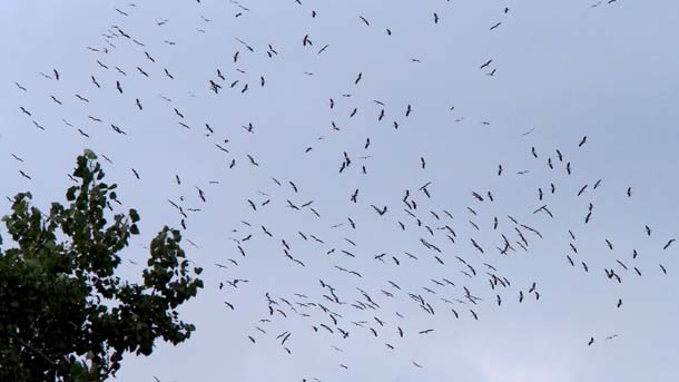 Близо 400 вида птици използват езерото Ахула и резервата там
