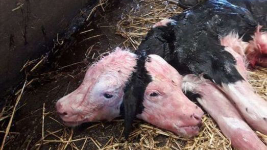 В полска ферма се е родило теле с две глави