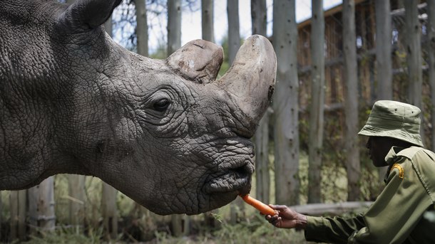 Последният мъжки бял северен носорог почина в резерват в Кения,