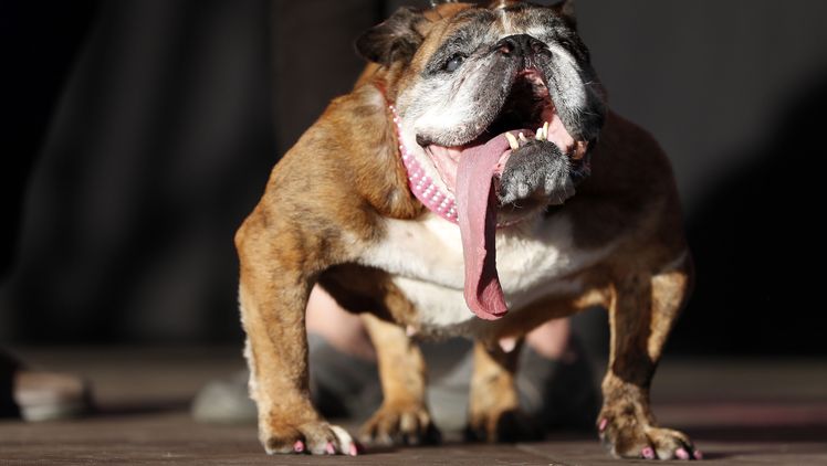 Деветгодишният английски булдог За За беше признат за най грозното куче