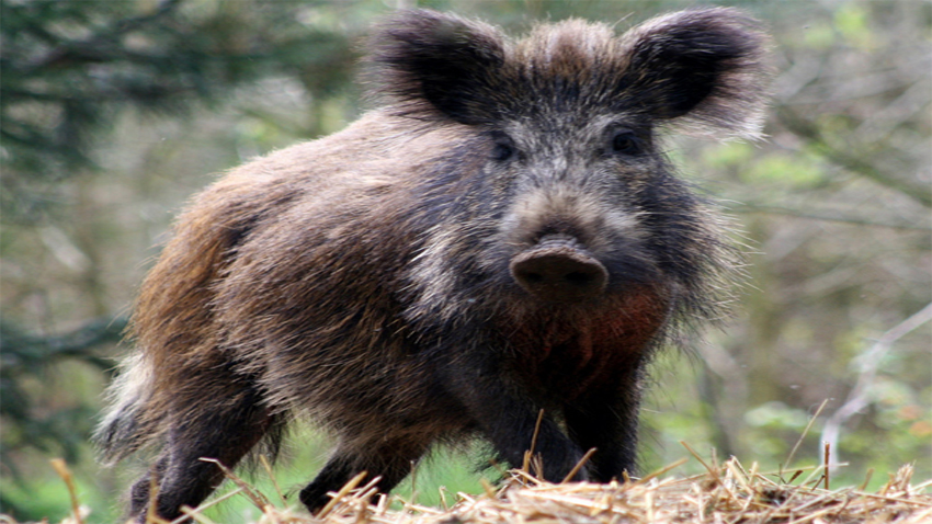 Груповият лов на дива свиня се открива днес но заради