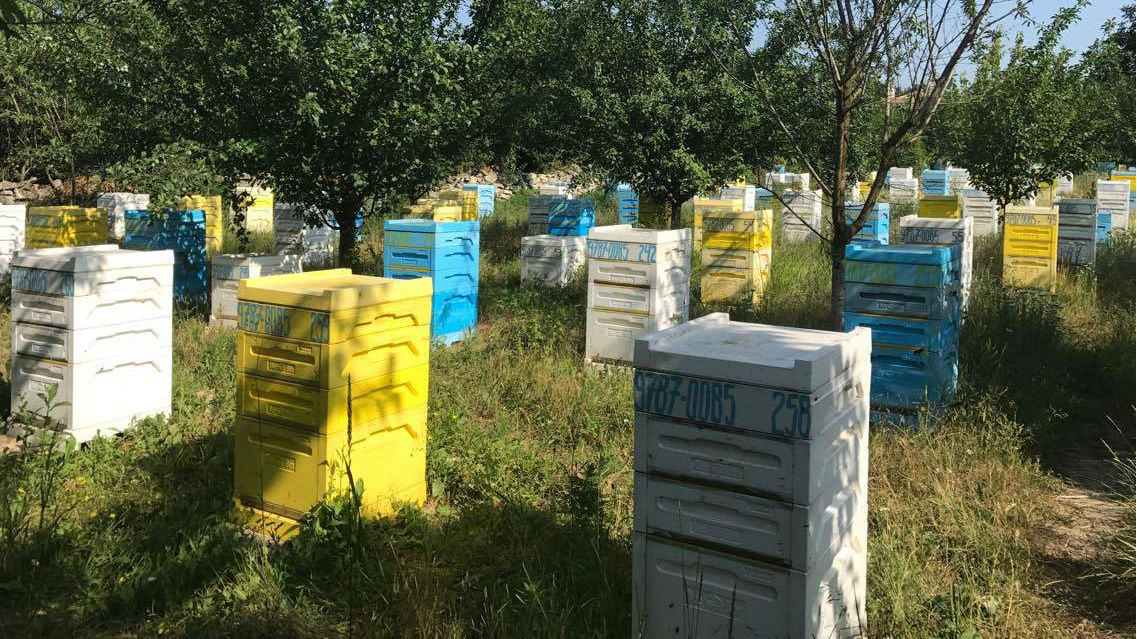 Пчелари от Русенско искат държавата да ги подпомага с по
