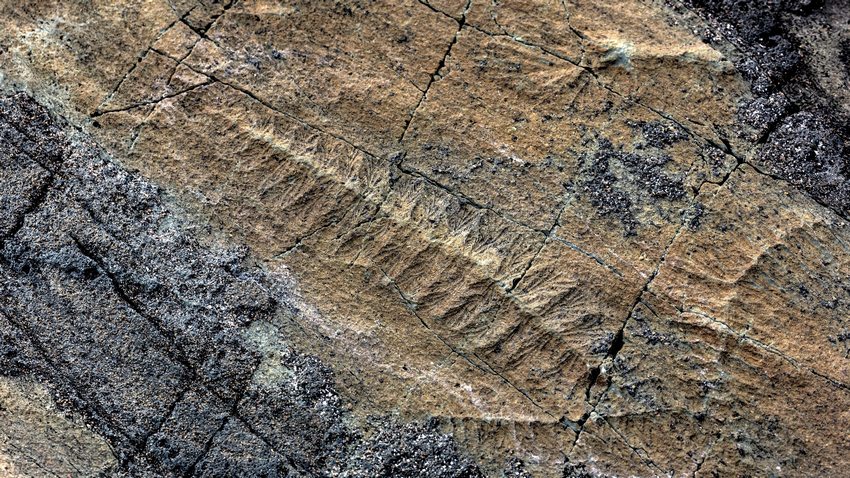Скали в Източна Канада може би съдържат най старите доказателства за