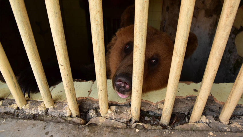 Молодой медведь Рику – первый албанский обитатель парка в Белице