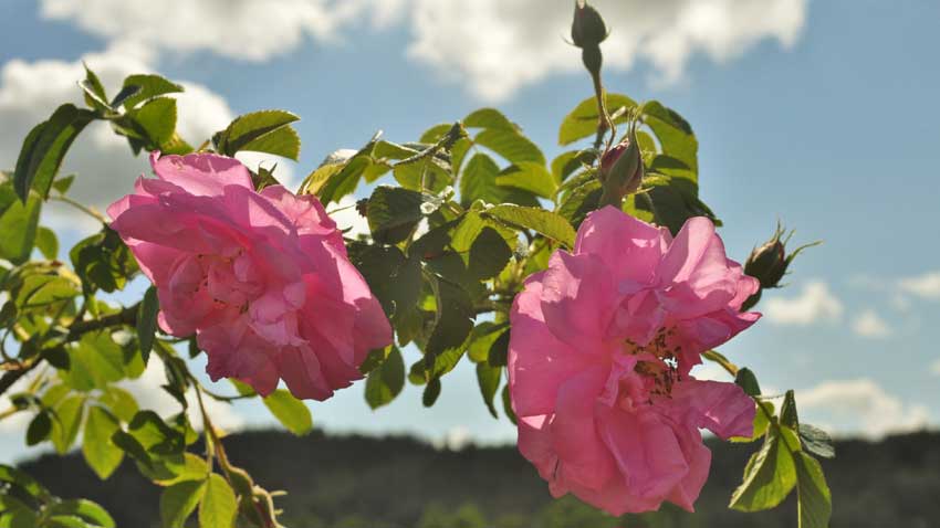 Маслодайната роза Дамасцена, която у нас вирее единствено в прословутата Розова долина, се е превърнала в туристическо лого на България.