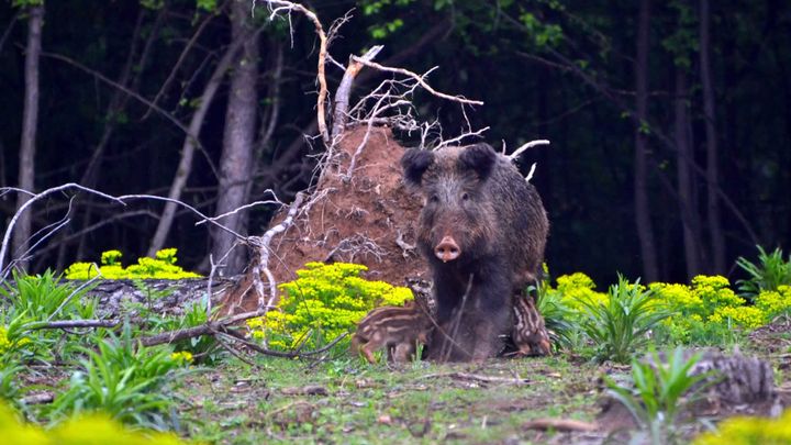 Масово отстрелване на диви свине започва в Североизточна България като