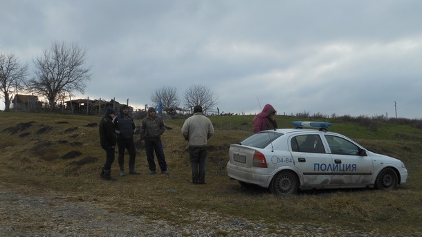 Глутница бездомни кучета унищожи стадо с овце в село Масларево