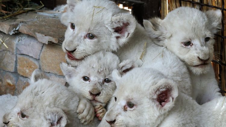 Пет лъвчета са се родили в зоологическата градина на Екатеринбург