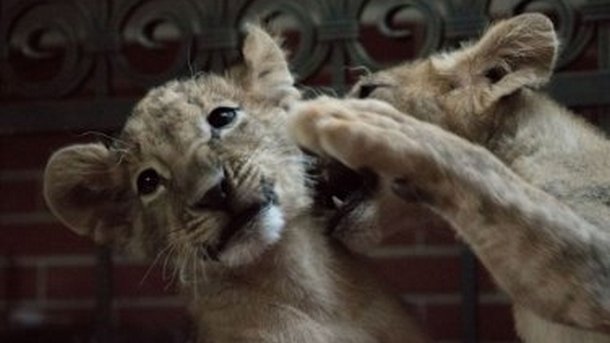Природозащитници излизат отново на протест в защита на 4 месечните лъвчетата