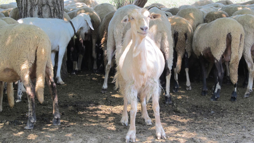 Протест организираха бургазлии в подкрепа на животновъдите от село Шарково.
