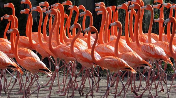 Рекордна за България по брой птици колония от розово фламинго