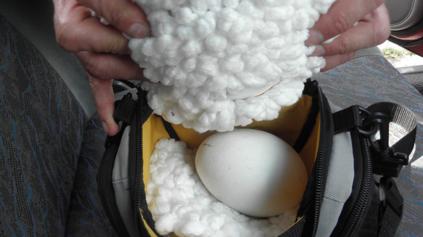 Спасенное вчера экологами яйцо из исчезающей колонии белоголового сипа в Кресненском ущелье