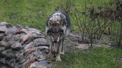 Вълци нападнаха и удушиха домашни животни в ардинското село Синчец
