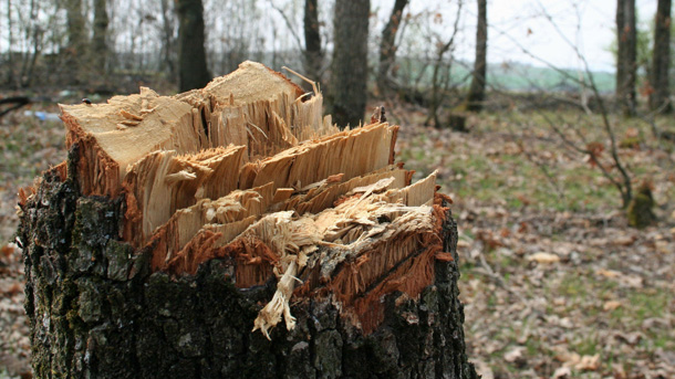 Полицията в Стражица разследва незаконна сеч на 548 дървета от