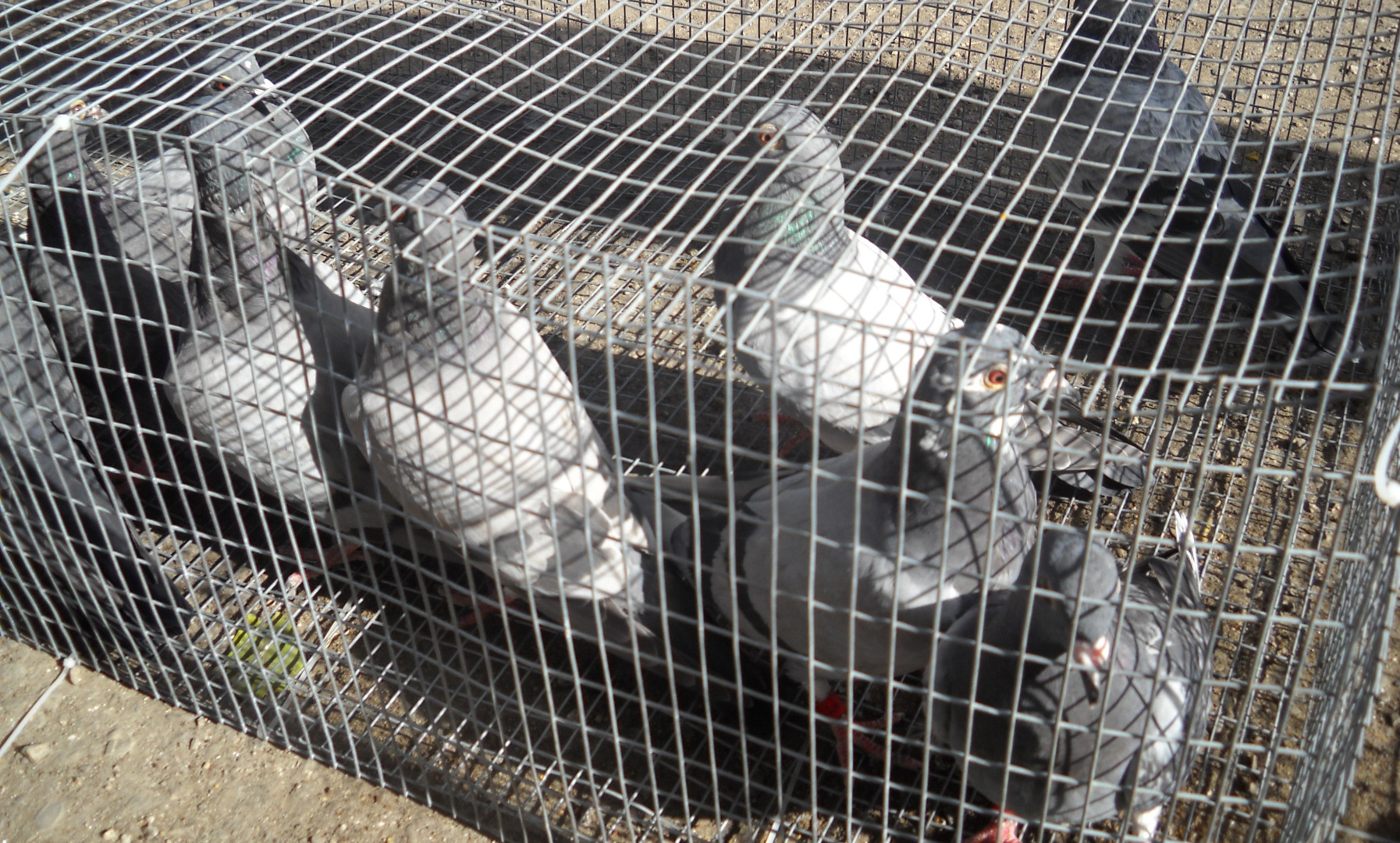 Над 100 птици са умъртвени в столичния зоопарк  защото са внесени