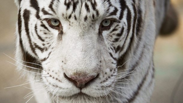 Бяла тигрица роди четири тигърчета в китайския град Дзинан Белите