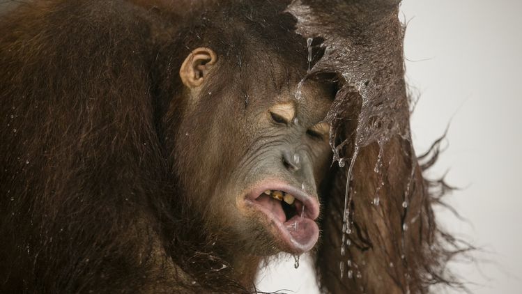 Орангутан влезе в сблъсък с булдозер на остров Борнео в