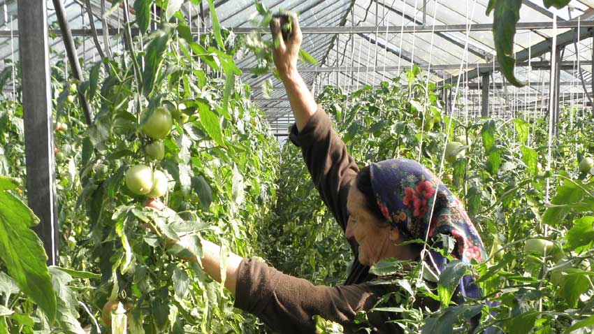 Липсата на сезонни работници в сферата на земеделието в Бургаския