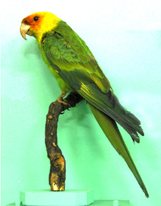 Препариран каролински папагај (Conuropsis carolinensis)