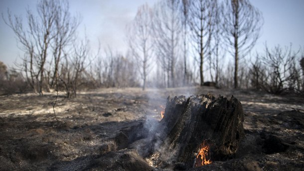 Близо 15 горски пожара бушуват на териториоята на Северозападна Италия