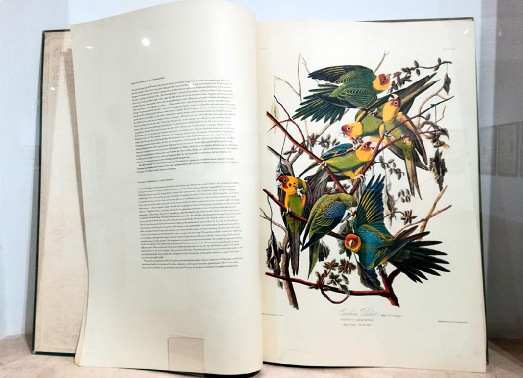 El libro Las Aves de América