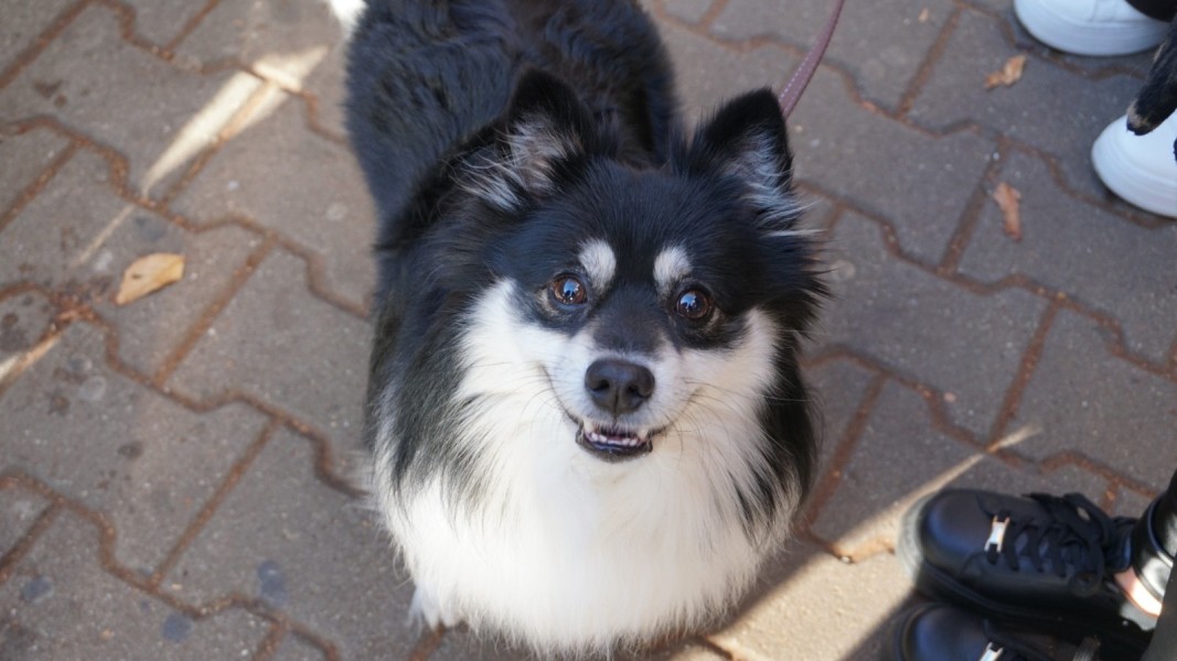Протест срещу насилието над животните пред Съдебната палата в София на 15.11.2025 г.