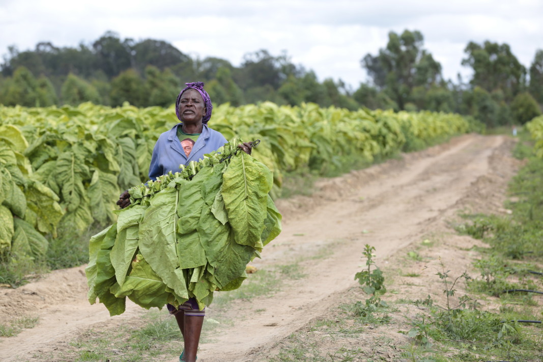 Зимбабвийка носи тютюн, отглеждан в местните плантации