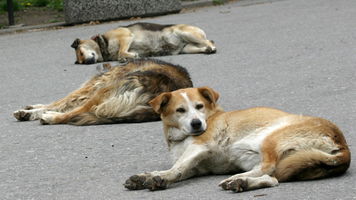 Турция ще помага за решаване на проблема с бездомните кучета