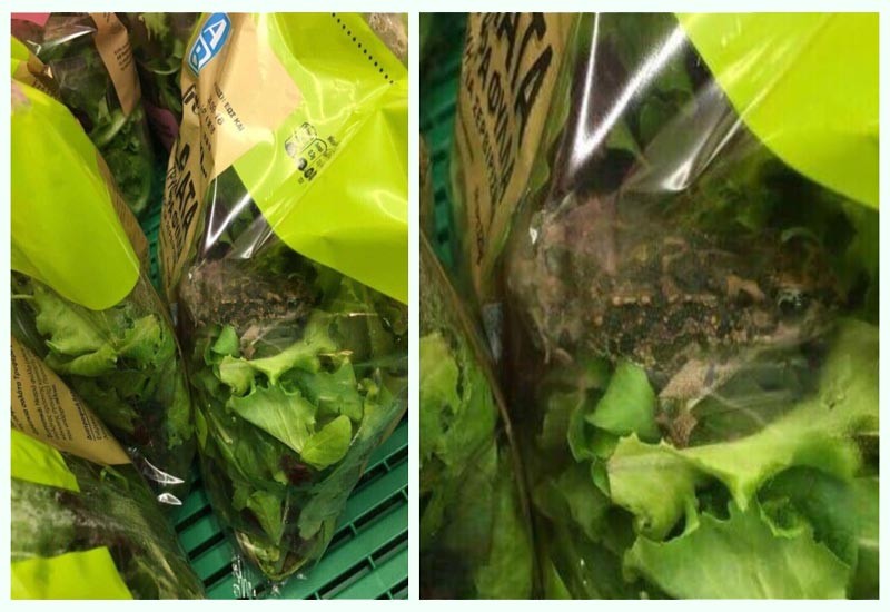 Снимката на опакована салата с жива жаба в нея в