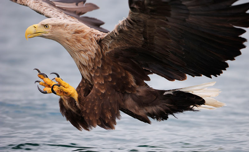 Морски орел  Снимка: WWF